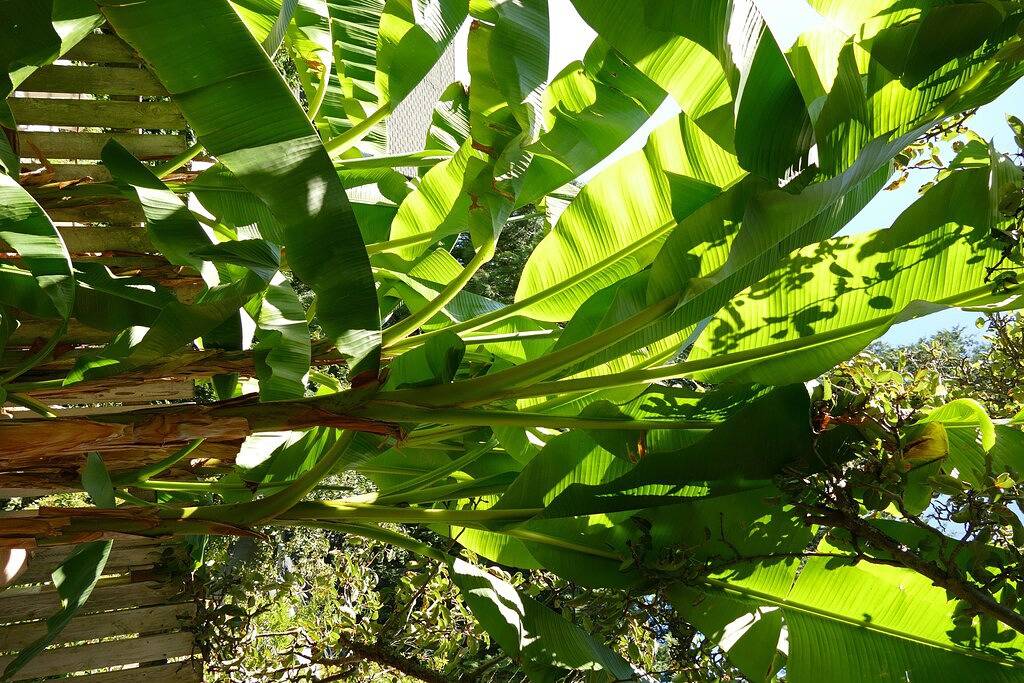 Cozy Banana Cabana w/ soaking tub heated floors in secluded garden in Seattle, King County