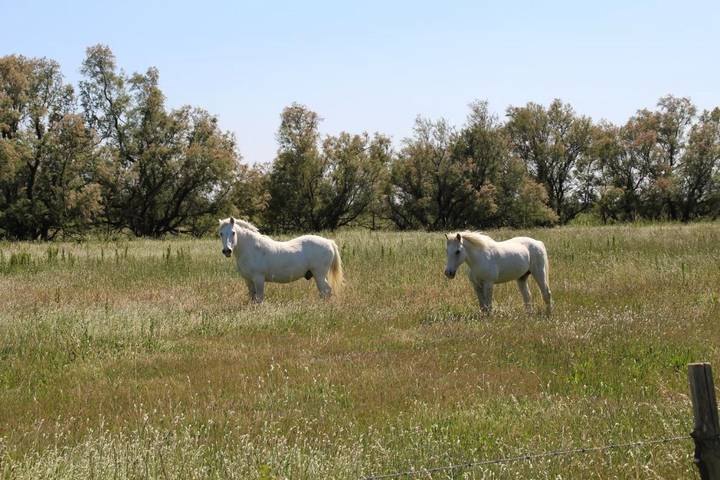 Maison d’hôte pour 3 personnes, avec jardin et terrasse à Arles - 3