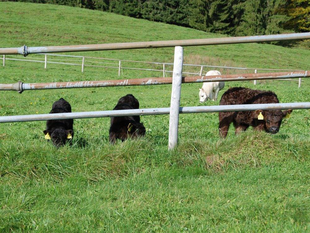 Ganze Ferienwohnung, Ferienhof Prinz - Panorama in Oberreute, Bayerisch Schwaben