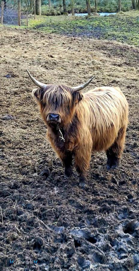 Location de vacances pour 4 personnes, avec terrasse et vue, animaux acceptés à Celles-sur-Plaine - 3