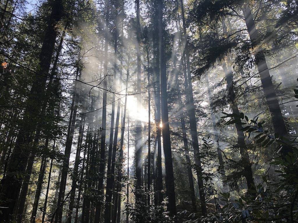 Authentic Vintage Cabin • Woodstove • Romantic Getaway for Two in Welches, Mount Hood