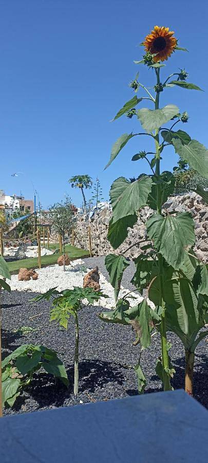 Deluxe Bungalow with Garden View in La Postura, Adeje