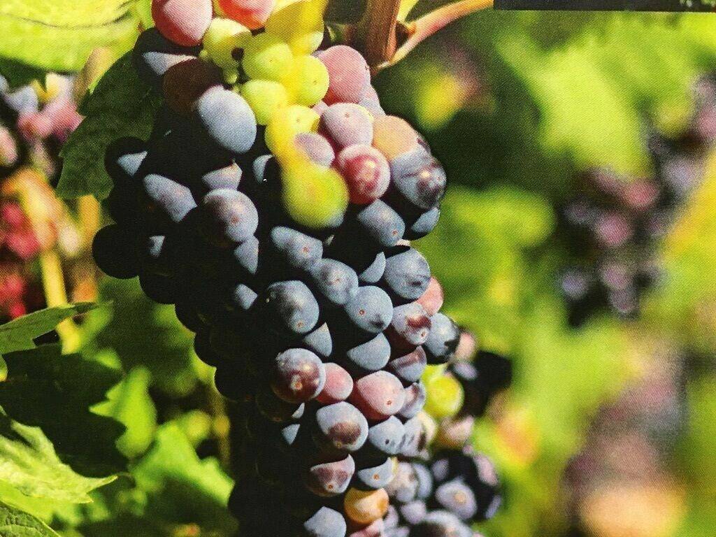 Ganze Wohnung, The Ripe Choice Farm Stay in California North Coast