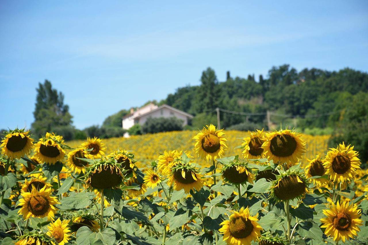 Double Room with Extra Bed in Cupramontana, Provincia di Ancona