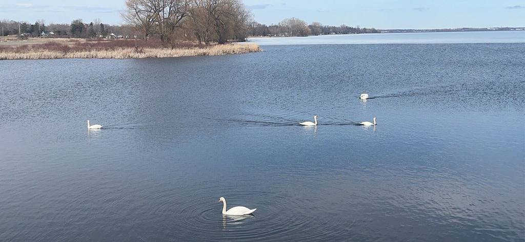 Vacation rental for 4 people, with balcony in Lake Ontario (Canada)