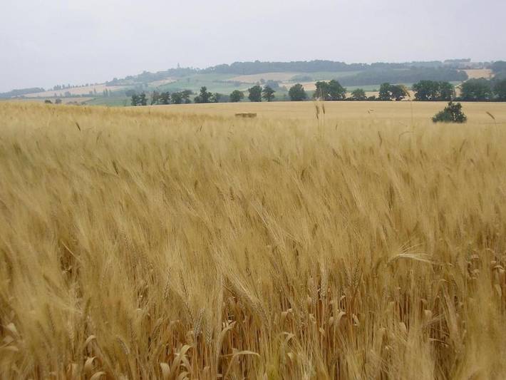 Location de vacances pour 8 personnes, avec jardin à Preignan - 3