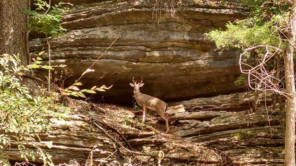 Luxury Log Cabin an der Küste von Beaver See mit Boot Dock & Swim Deck in Beaver Lake