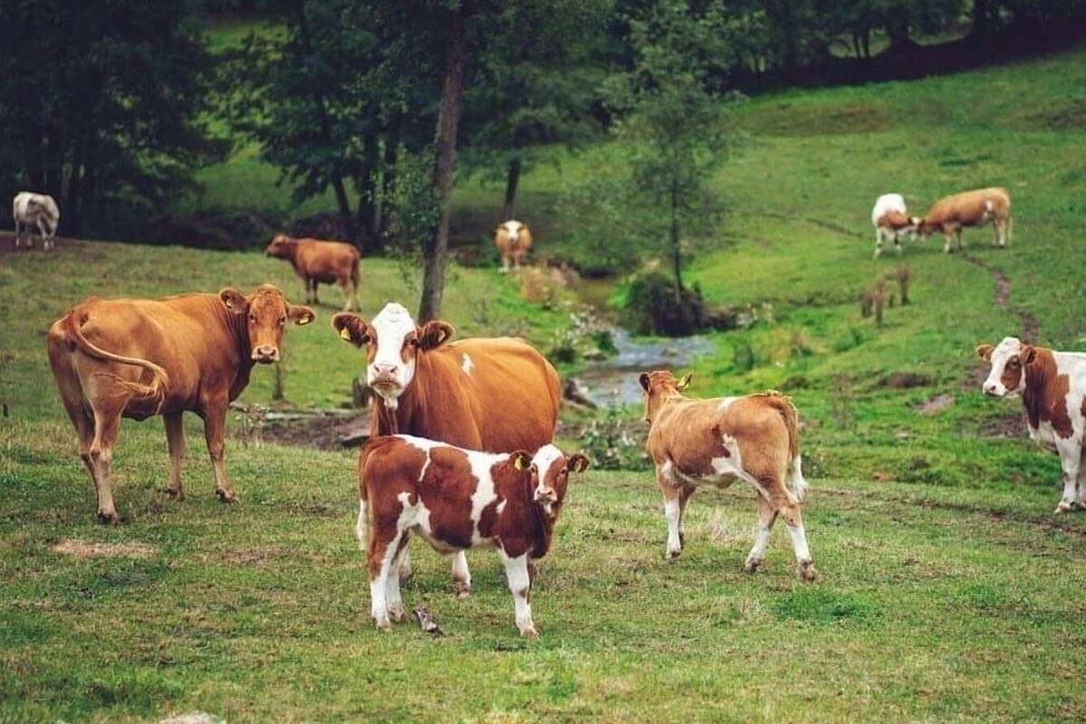 Ferme pour 2 personnes avec balcon in Kirchzell, Main-Odenwald