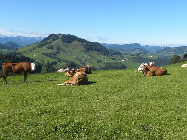 Bauernhaus für 2 Personen, mit Garten und Balkon, mit Haustier in Niederösterreich - 4