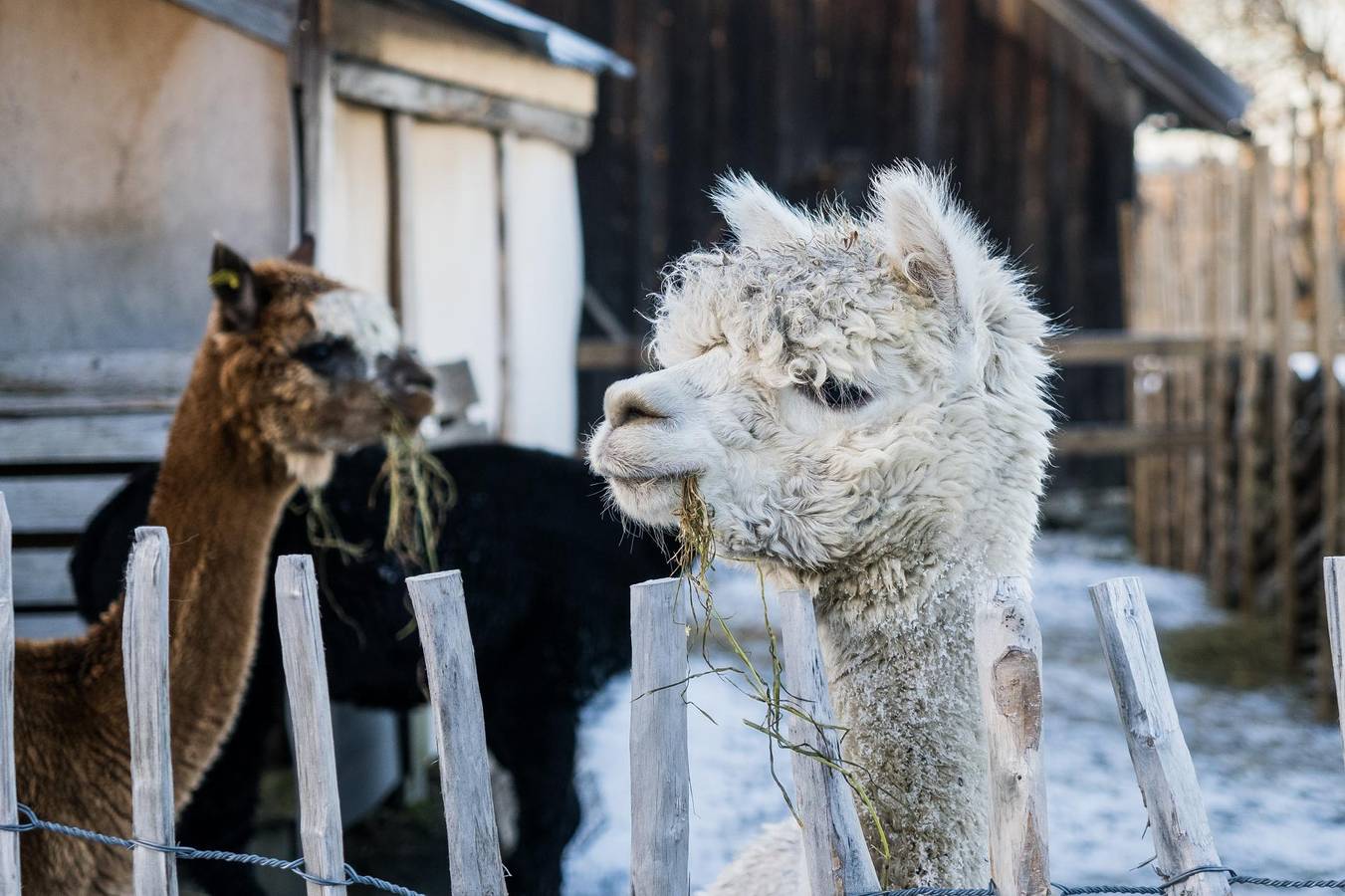 Hagastua Fritidsgård - 60 min Osl - Hester - Alpakka - Event in Stange