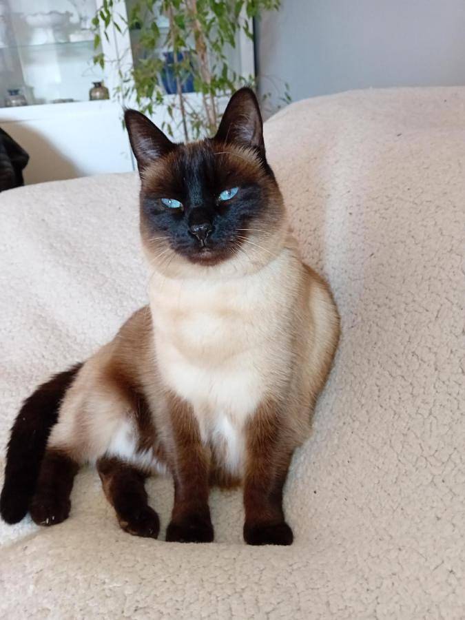 Location de vacances pour 2 personnes, avec terrasse ainsi que jardin et piscine à Saint-Georges-sur-Cher - 3