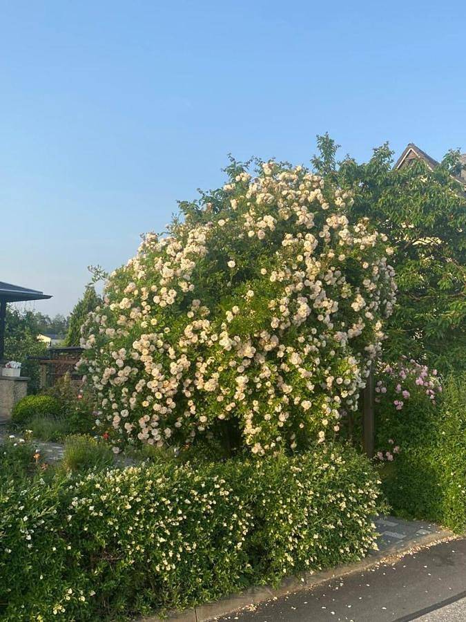 Ferienwohnung für 2 Personen, mit Terrasse und Garten sowie Ausblick in Hinterhermsdorf - 4