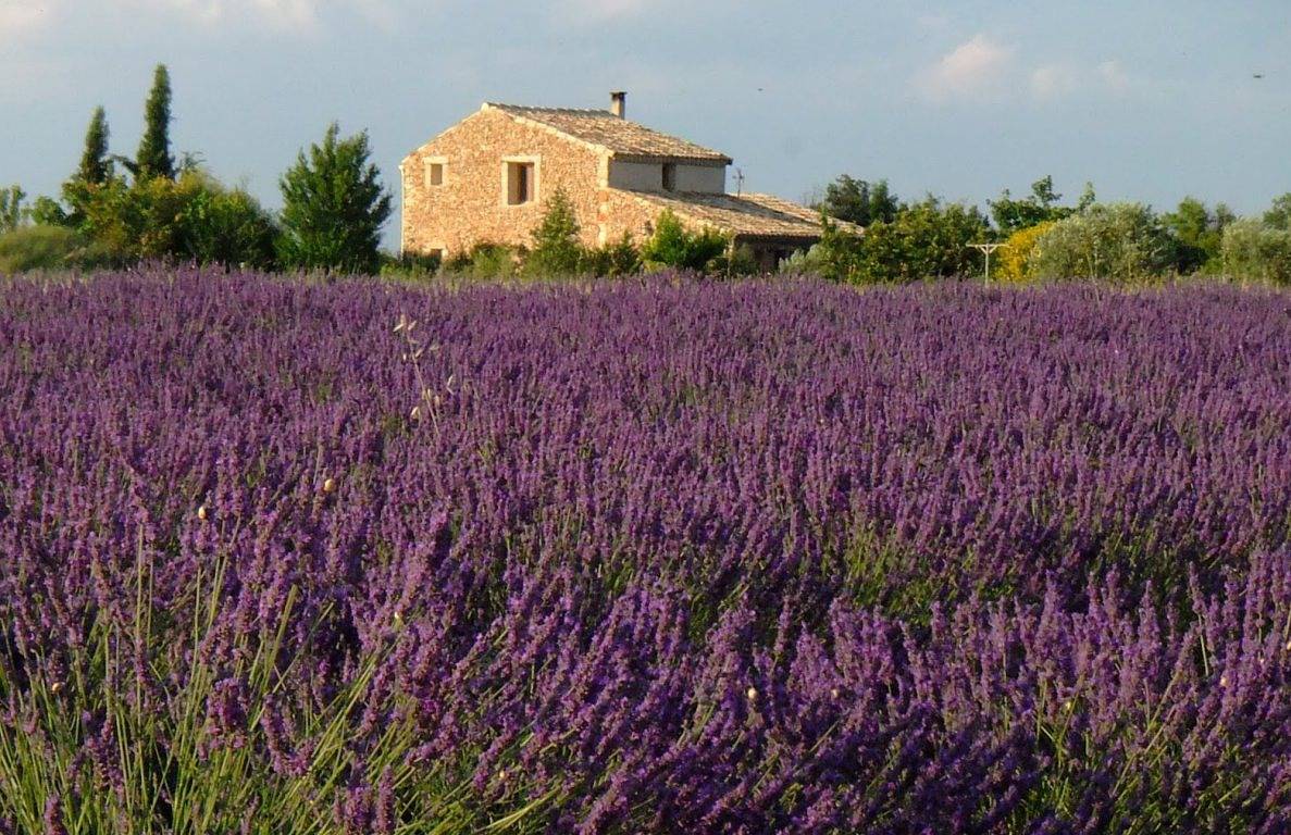 Maison au milieu des lavandes in Valensole, Parc naturel régional du Verdon