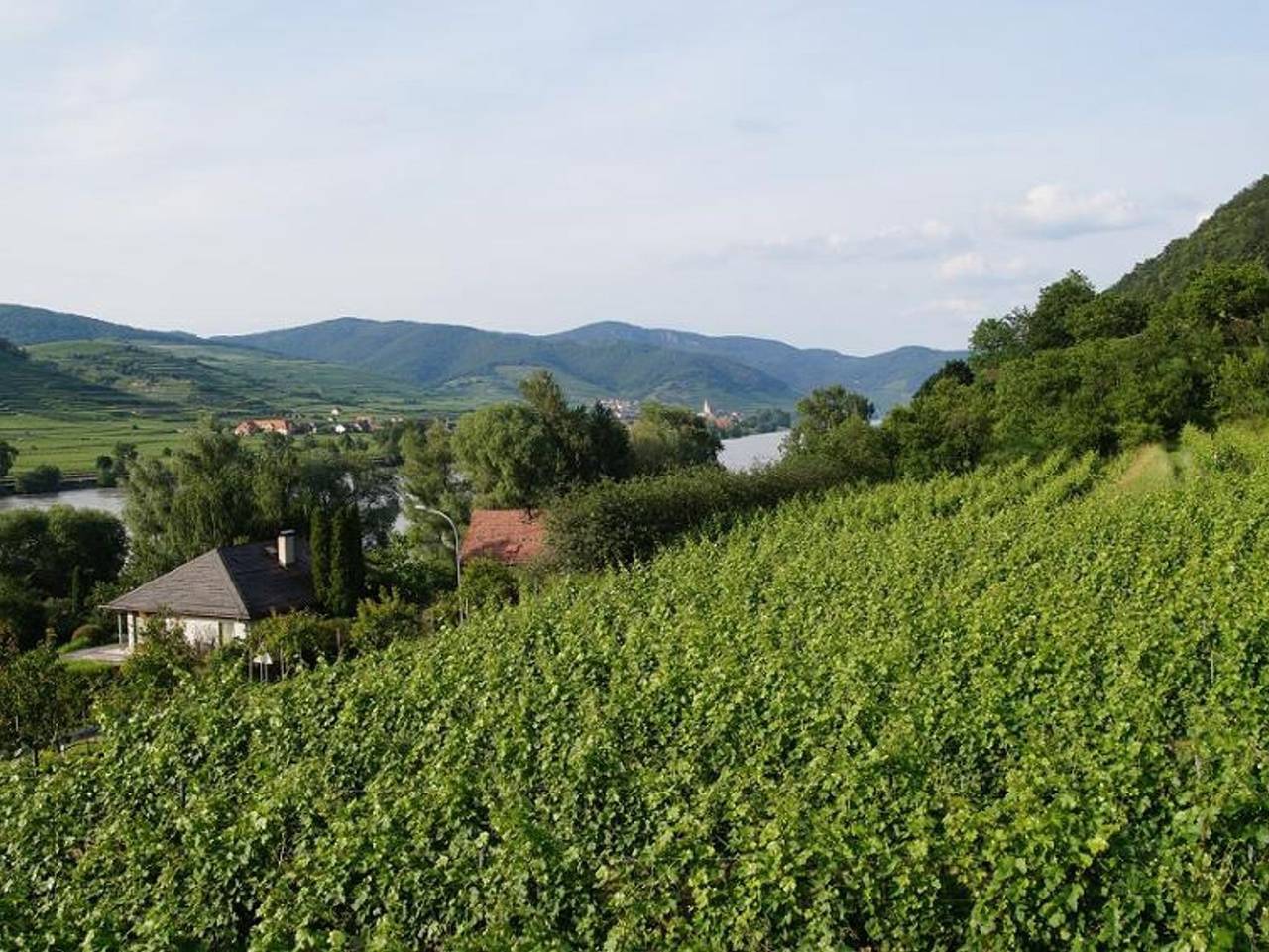 Weinbau und Gästezimmer Pammer - Doppelzimmer (16 qm) mit Terrasse in Rossatz-Arnsdorf, Donau Niederösterreich