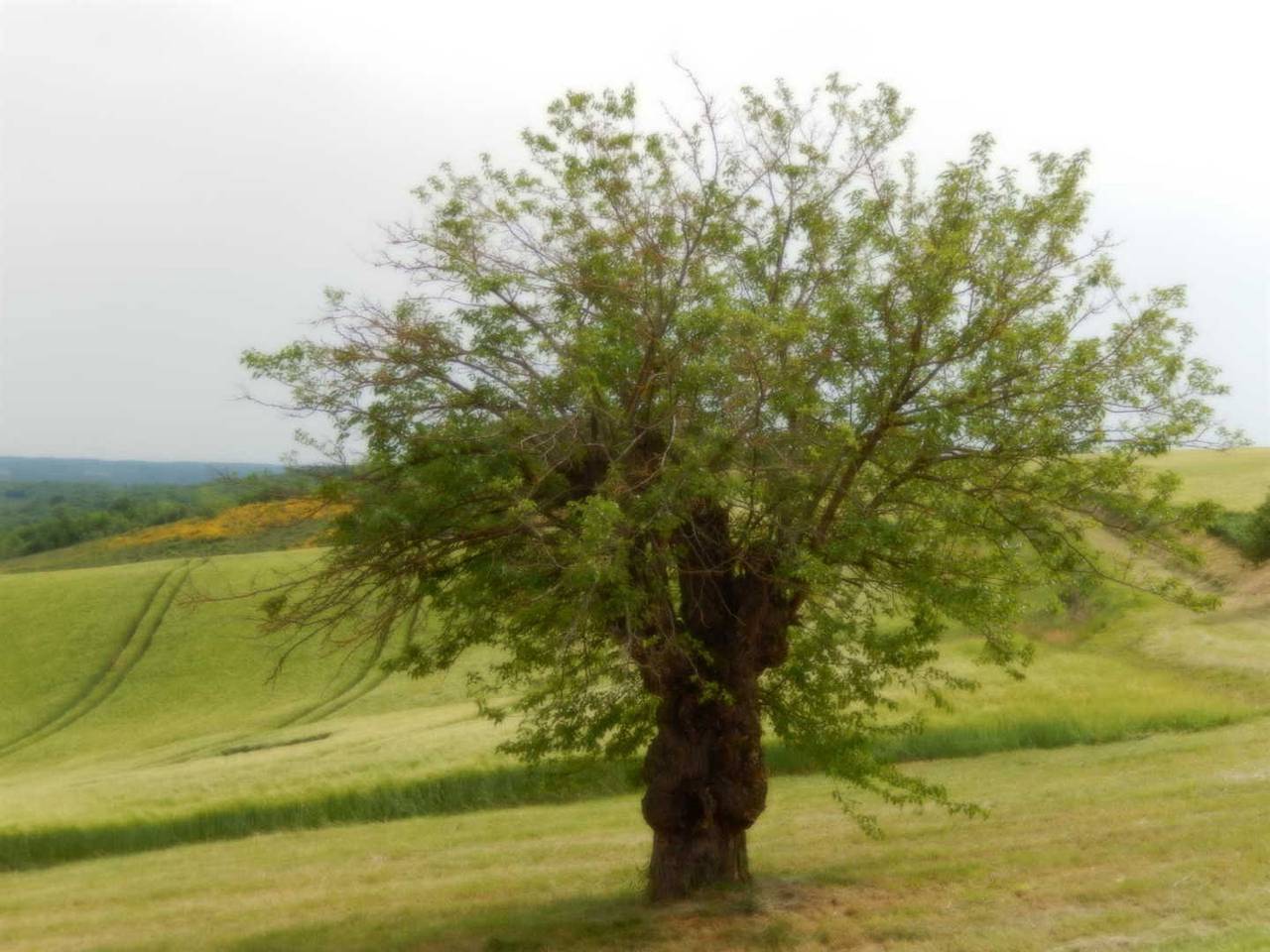 Montgach in Castelnau-de-Montmiral, Région d'Albi
