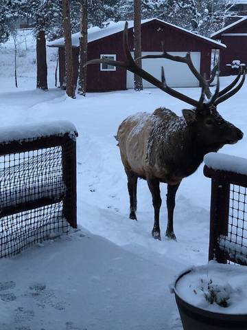 Vacation Home for 4 Guests in Estes Park, Larimer County, Picture 4