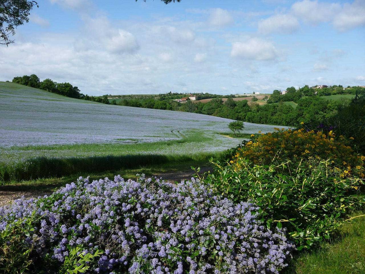 Les Amourens : Le grand Rosier in Castelnau-de-Lévis, Région d'Albi