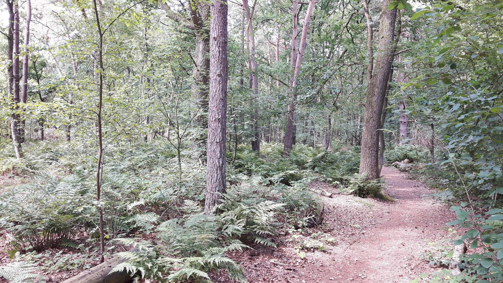 Gemütliche Holzhütte für 2 Personen mit Holzofen und Veranda in Westerbork, Drenthe in Drenthe