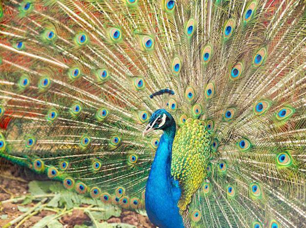 Maison de campagne pour 4 personnes, avec terrasse et vue à La Plaine-des-Palmistes - 3