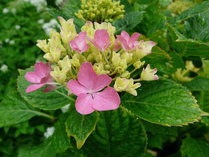 Ferienwohnung für 2 Personen am Bodensee - 4