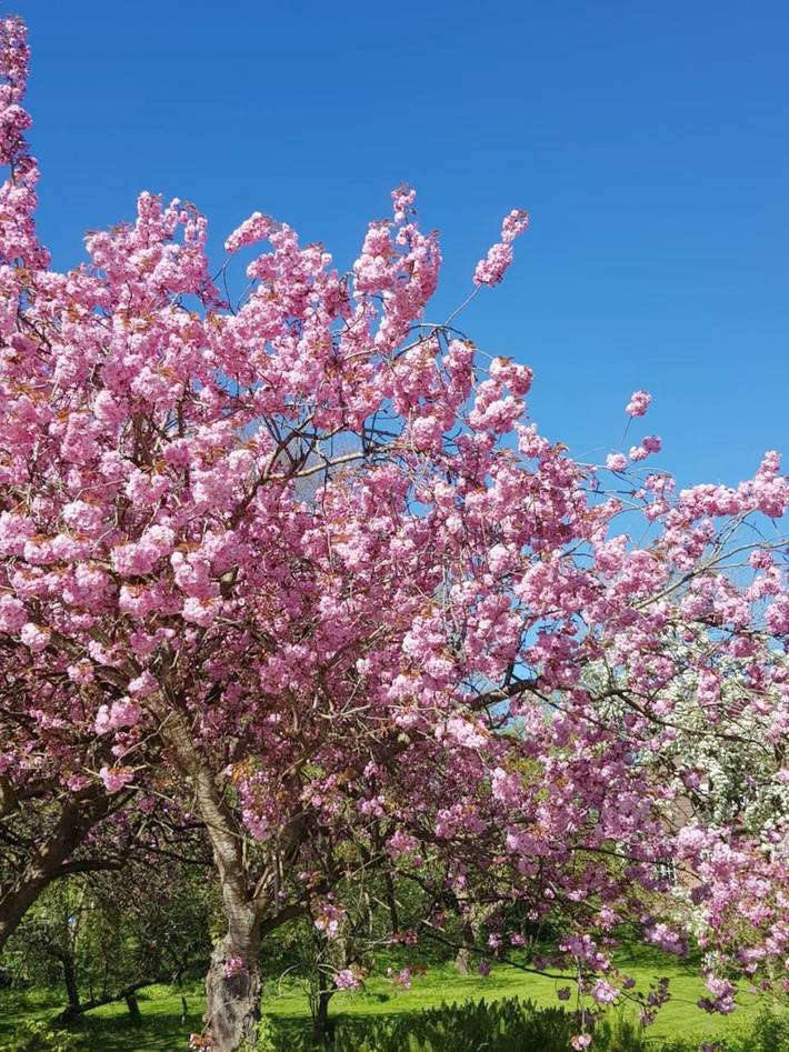 Ferienhaus für 5 Personen, mit Ausblick und Garten in Risum-Lindholm - 4