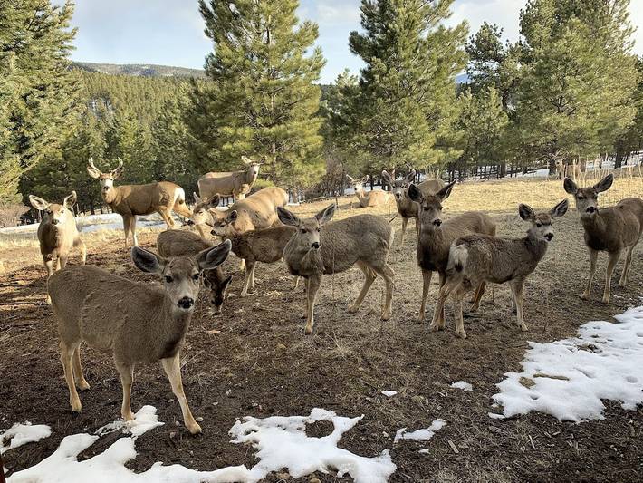 Vacation rental for 12 people, with yard and pool in Angel Fire
