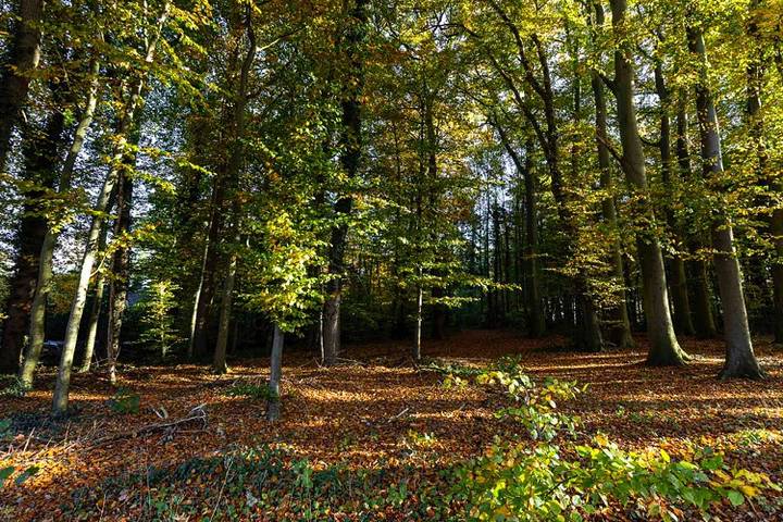 Ferienhaus für 4 Personen, mit Garten und Terrasse in Wingst - 4
