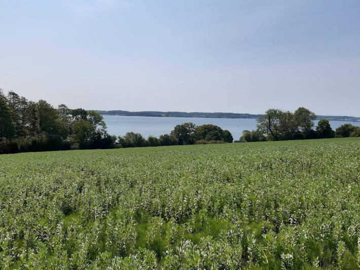 Ferienhaus für 4 Personen, mit Terrasse und Garten in Apenrade - 3