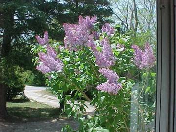 Cabin for 3 Guests in Brewster, Cape Cod, Picture 2