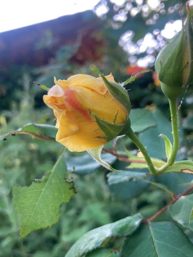 Maison d’hôte pour 4 personnes, avec jardin et vue à Patrimonio - 2