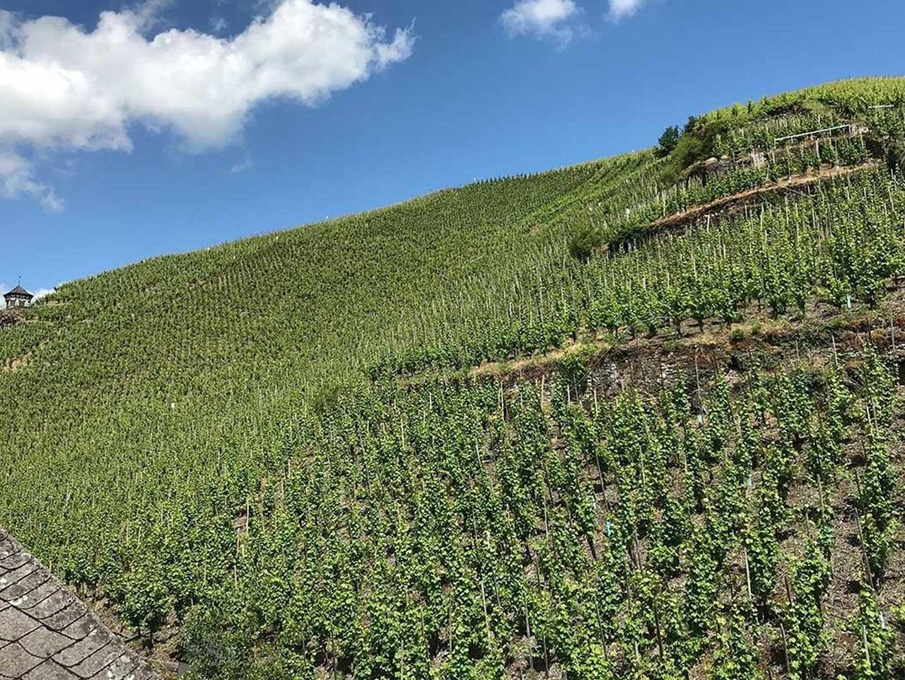 Ganze Ferienwohnung, Ambiente Weinstein am Doctorberg - 4-Bettwohnung "Doctorberg Ii" in Bernkastel-Kues, Bernkastel-Kues & Umgebung