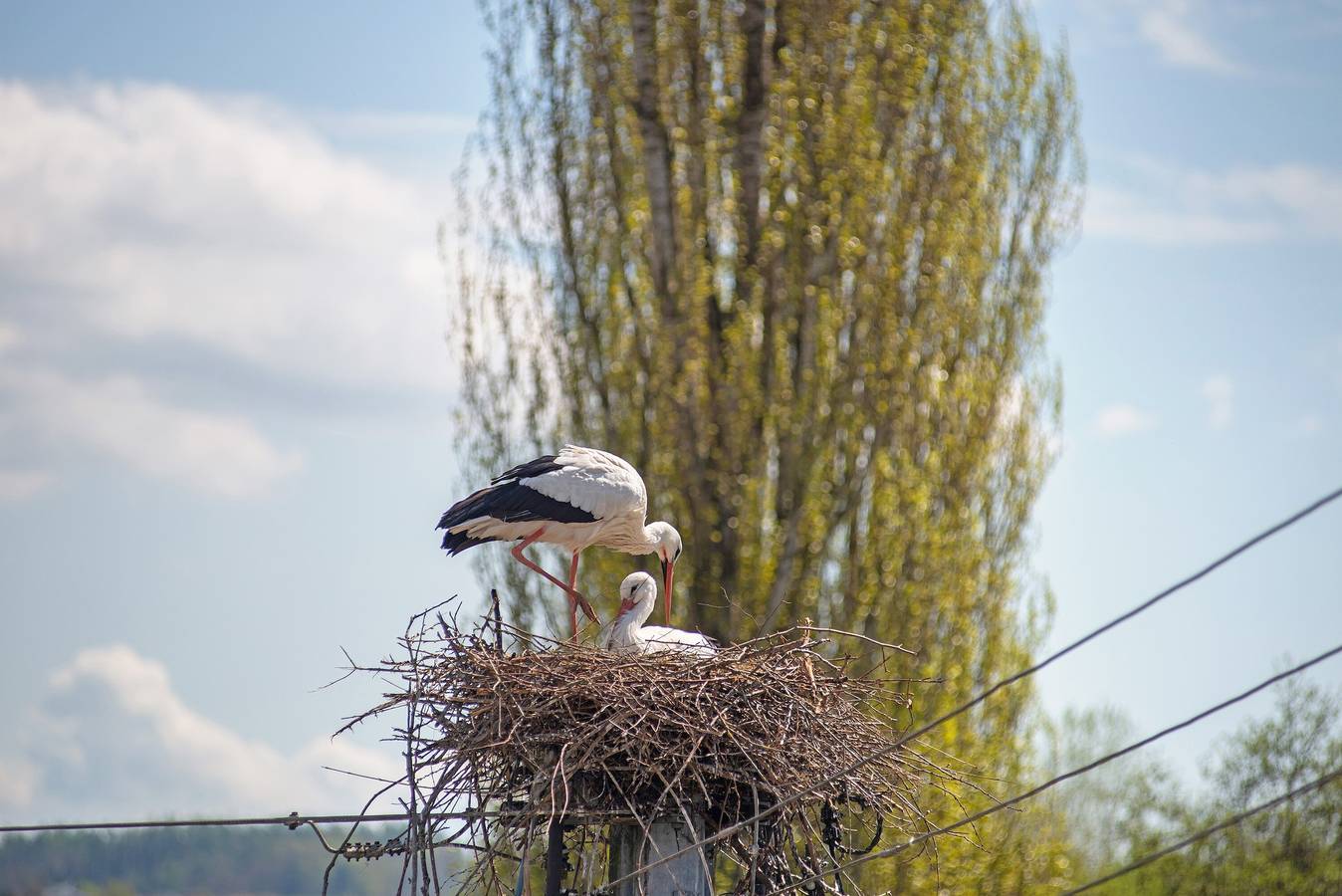 Ganze Wohnung, Ferienwohnung 'Säntis, 50qm' mit Balkon und Wi-Fi in Mühlingen, Landkreis Konstanz