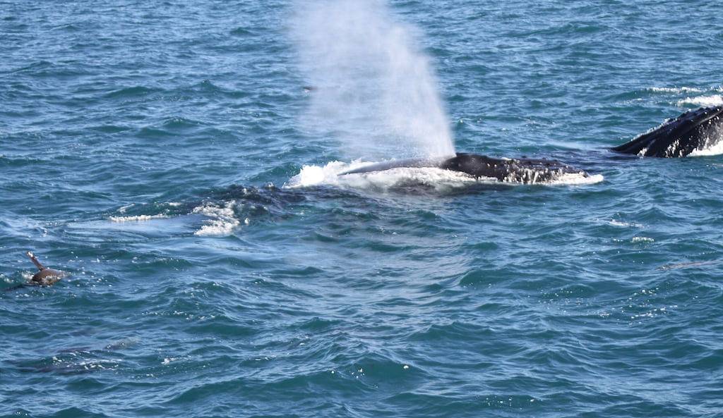 Holiday Home for 9 People in Cowes (Victoria), Philip Island