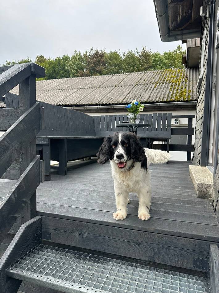 Ferienhaus für 12 Personen, mit Haustier in Willingen - 2