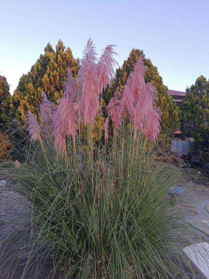 Villa pour 10 personnes, avec piscine ainsi que jardin et vue en Bulgarie - 2