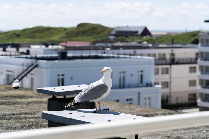 Ganze Wohnung, Penthouse für 7 Pers. mit einzigartigem Blick über Sylt, Terrasse, Stellplatz. in Westerland, Sylt (Gemeinde)