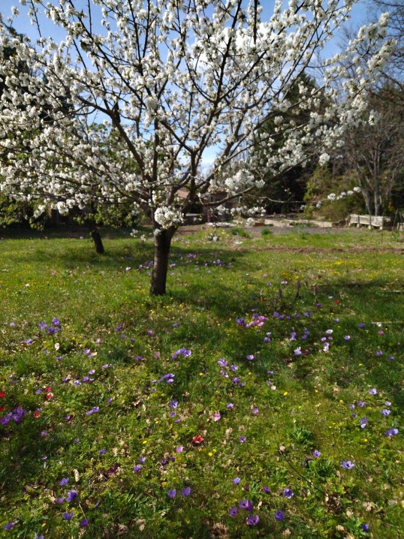 Le Jas de Laure, havre de paix en Luberon, animaux bienvenus in Lacoste, Parc naturel régional du Luberon