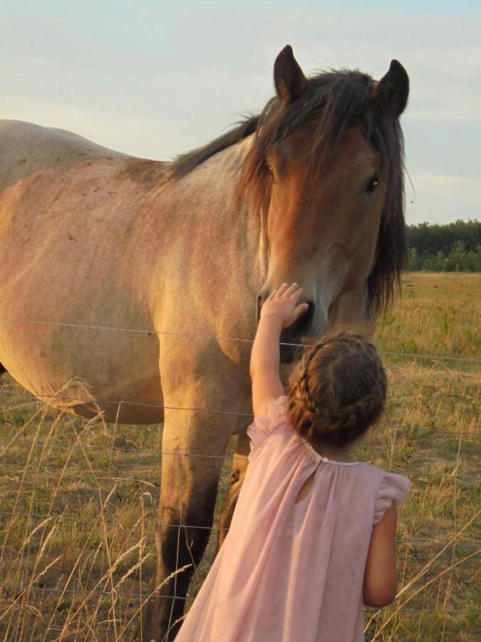 Ferienhaus für 4 Personen, mit Garten und Seeblick sowie Ausblick, mit Haustier in Alt Schwerin - 4