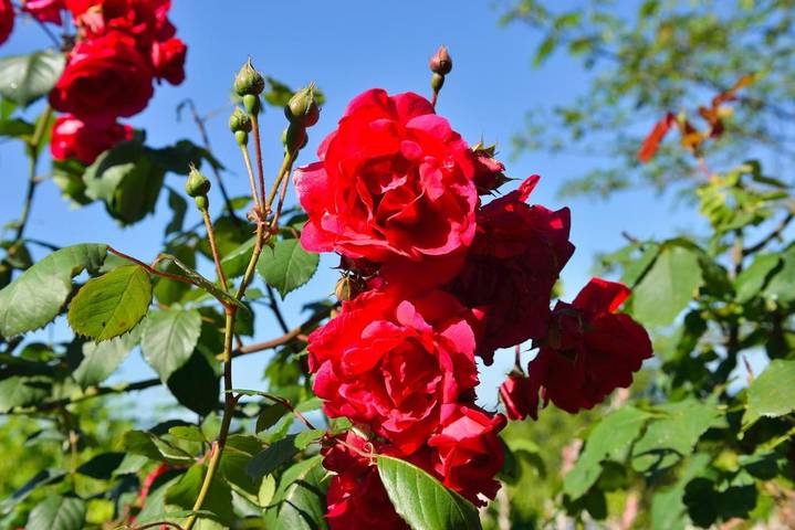 Location de vacances pour 2 personnes, avec vue et jardin, animaux acceptés à Saint-Genix-sur-Guiers - 4