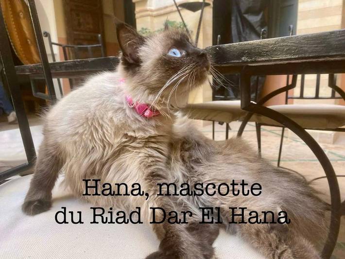 Maison d’hôte pour 2 personnes, avec vue et bassin pour enfant ainsi que piscine et balcon à Taroudant - 3