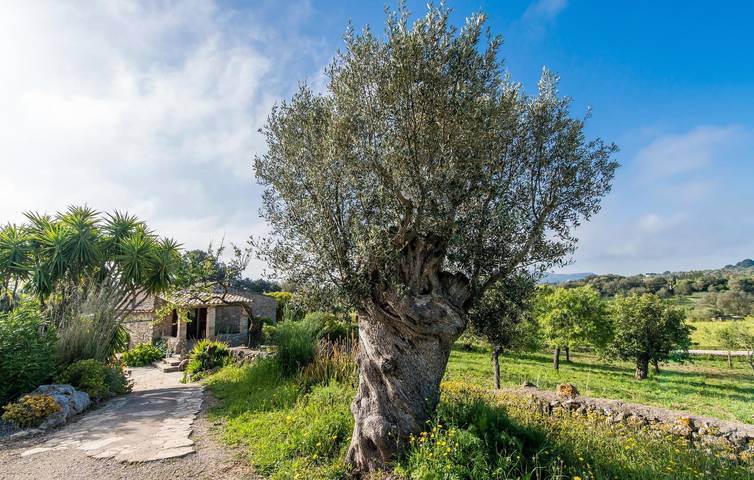 Finca für 5 Personen, mit Terrasse in Artà - 3