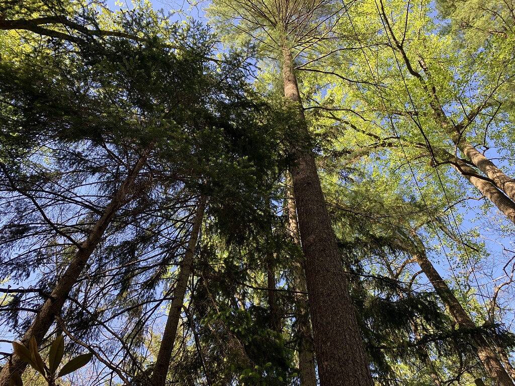 Charmantes Mt. Gretna Cottage in einer ruhigen Kunstszene mit Musiktheater und ruhigen Abendessen auf der Veranda in Mount Gretna Heights, Lebanon County