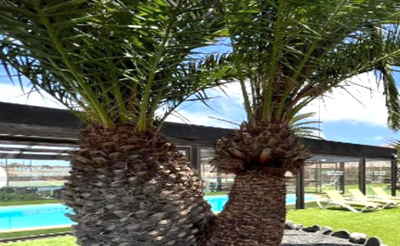 Apartamento de vacaciones para 3 personas, con piscina y jardín en Fuerteventura - 2