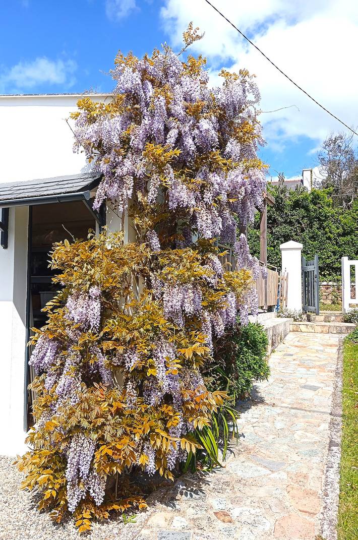 Liorzh bihan - petit jardin in Roscanvel, Iroise