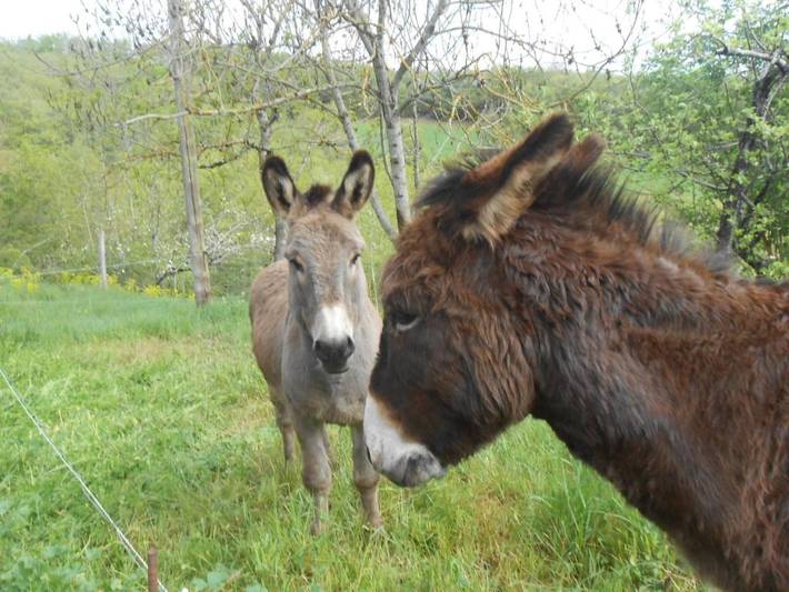 Chambre d’hôte pour 3 personnes, avec terrasse ainsi que jardin et vue, animaux acceptés dans Parc naturel régional des Grands Causses - 2