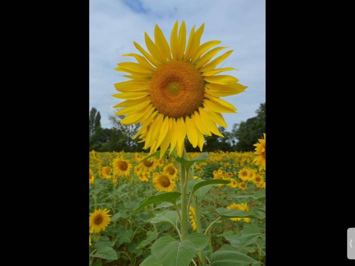 Location de vacances pour 6 personnes, avec bassin pour enfant ainsi que vue et jardin à Lombez - 2