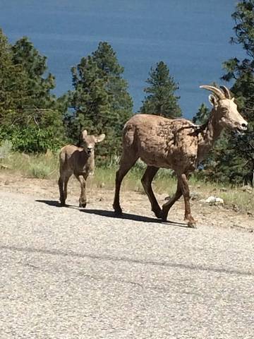 Cabin Rentals And Lodges for 6 Guests in Central Okanagan, Picture 3