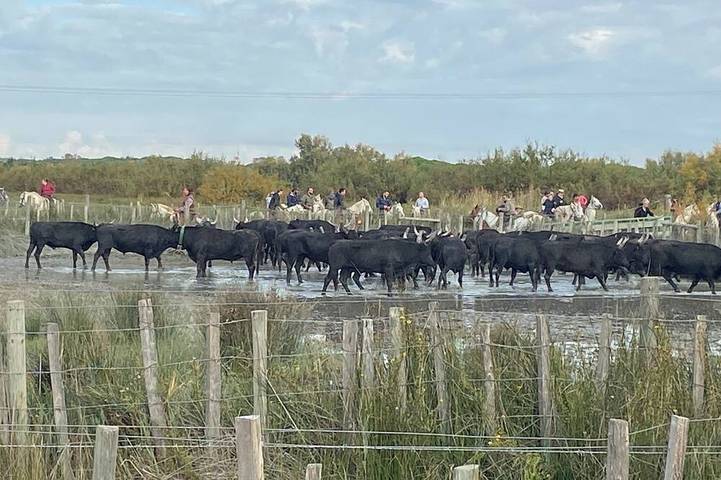 Chambre d’hôte pour 2 personnes à Aigues-Mortes - 4