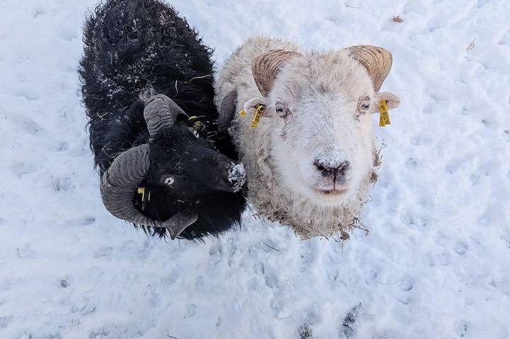 Agriturismo für 4 Personen in Worpswede - 2