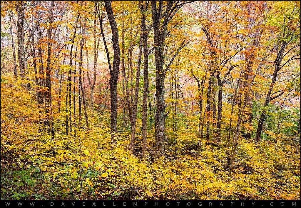 Süße Hütte im Wald, 10 min nach Ashvl. Ein gemütliches Artist Retreat mit schönem Garten in Stoney Knob, Buncombe County